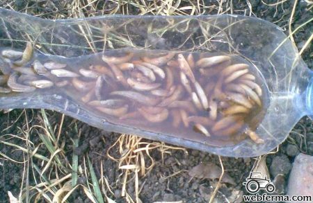 Борьба с вредителями огурцов в теплице и открытом грунте