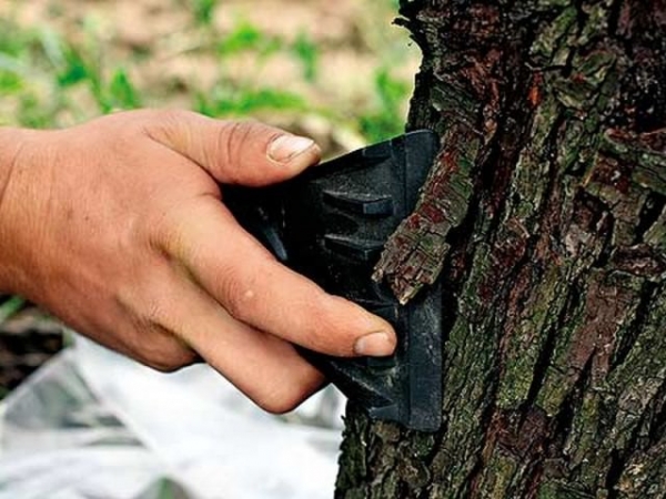 Как защитить и вылечить деревья от солнечных ожогов