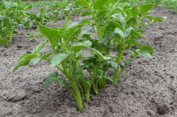 Выращиваем картошку: новый подход