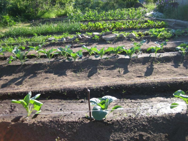 Выращивание овощей по методу Митлайдера