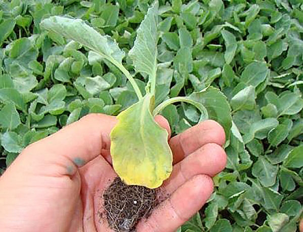 12 секретов выращивания рассады капусты — выбор семян, подготовка грунта, сроки посева, уход, видео