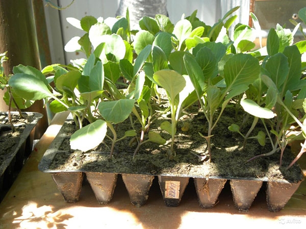 12 секретов выращивания рассады капусты — выбор семян, подготовка грунта, сроки посева, уход, видео