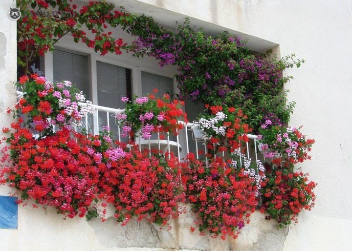 Цветы в ящиках на балконе: английский сад в родной квартире в фото