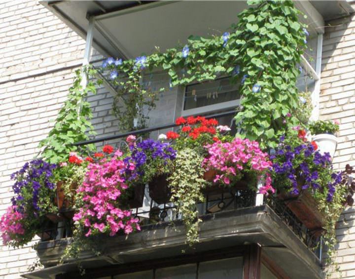 Цветы в ящиках на балконе: английский сад в родной квартире в фото