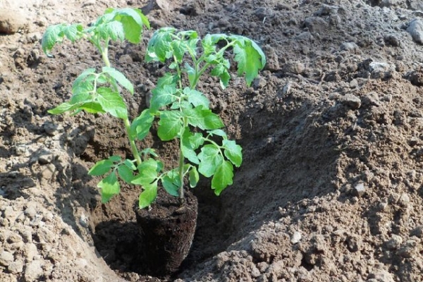 Когда высаживать рассаду помидоров в открытый грунт: время, лучшие дни, советы, фото, видео