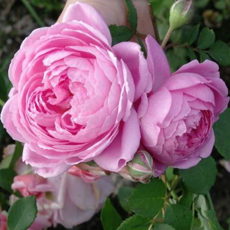 Роза Аленушка: выращивание, описание сорт, посадка, уход, подготовка к зиме