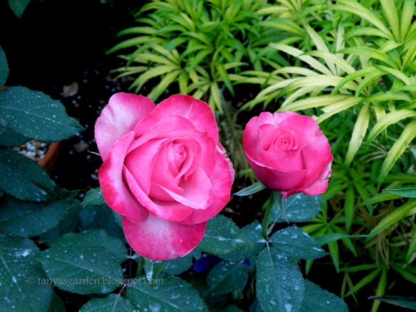 Роза Аленушка: выращивание, описание сорт, посадка, уход, подготовка к зиме
