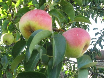 Ржавчина на груше и яблоне