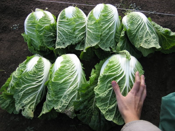 Выращивание овощей по методу Митлайдера