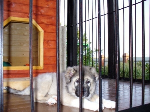 Вольер для собаки: комфортный дом четвероногого друга